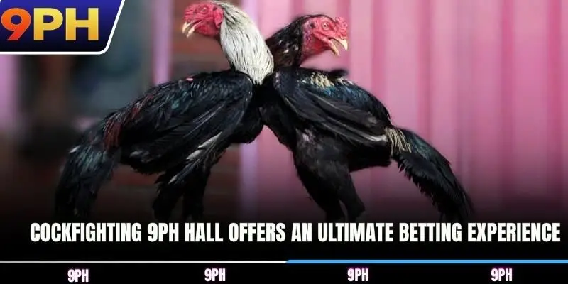 Cockfighting 9PH hall offers an ultimate betting experience