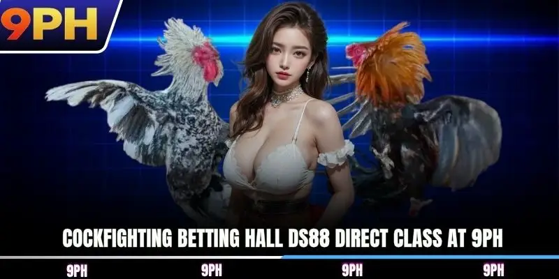 Cockfighting betting hall DS88 direct class at 9PH